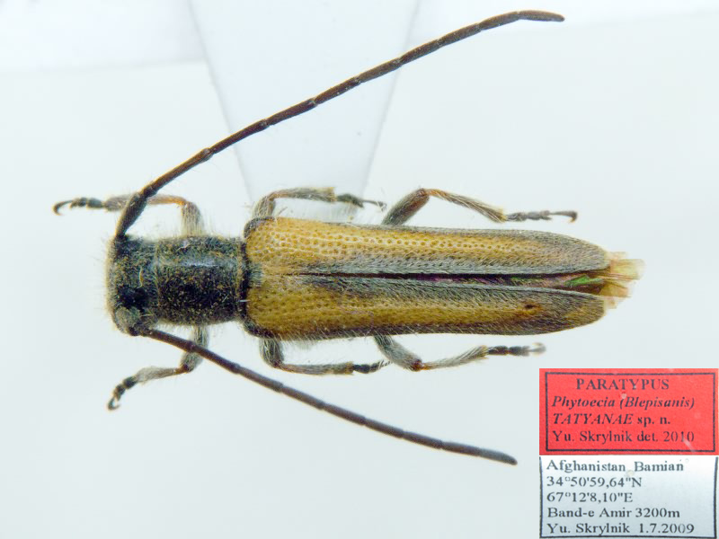 Phytoecia tatyanae Skrylnik, 2010